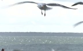 Feeding Seagulls - Animals - VIDEOTIME.COM