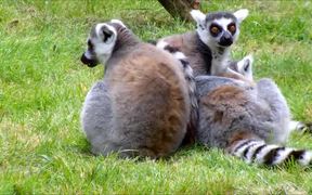 Ring-Tailed Lemurs Cleaning - Animals - VIDEOTIME.COM