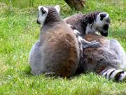 Ring-Tailed Lemurs Cleaning