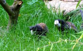 Two Marmosets in Grass - Animals - VIDEOTIME.COM