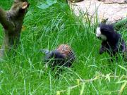 Two Marmosets in Grass