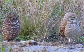 Pair of Burrowing Owls - Animals - VIDEOTIME.COM