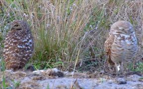 Pair of Burrowing Owls - Animals - VIDEOTIME.COM