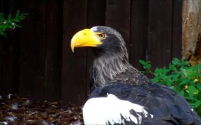 Stellers Sea Eagle - Animals - VIDEOTIME.COM