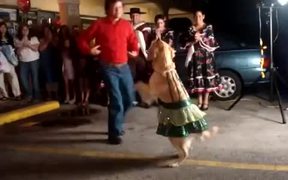 Dog Salsa Dancing - Animals - VIDEOTIME.COM
