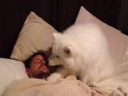 Samoyed Wakes Dad