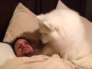 Samoyed Wakes Dad
