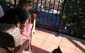 Cats Can Be Jerks - Animals - VIDEOTIME.COM
