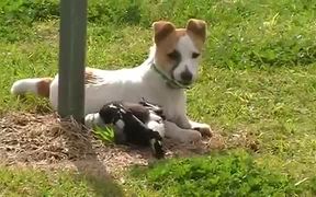 Dog Playing With A Bird - Animals - VIDEOTIME.COM