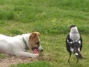 Dog Playing With A Bird