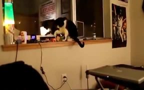 Compilation Of Cats Being Jerks - Animals - VIDEOTIME.COM