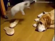 Compilation Of Cats Being Jerks