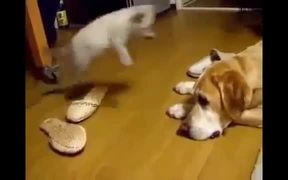 Compilation Of Cats Being Jerks - Animals - VIDEOTIME.COM