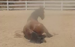 Horse Passing Some Gas - Animals - VIDEOTIME.COM