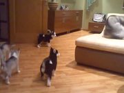 Husky Playing With Puppies