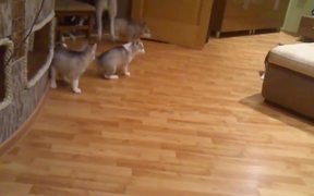 Husky Playing With Puppies - Animals - VIDEOTIME.COM