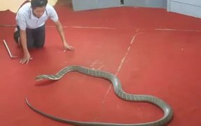 Kissing A King Cobra - Animals - VIDEOTIME.COM