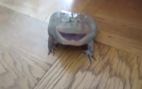 Screaming Frog - Animals - VIDEOTIME.COM