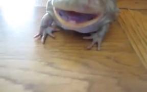 Screaming Frog - Animals - VIDEOTIME.COM