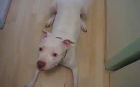 This Dog Hates Farts - Animals - VIDEOTIME.COM