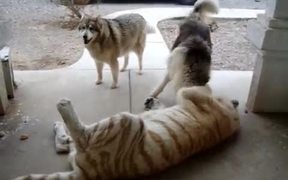 Tiger Playing With Dogs