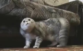 Heavy Metal Cats - Animals - VIDEOTIME.COM
