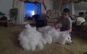 A Lot Of Fur - Animals - VIDEOTIME.COM