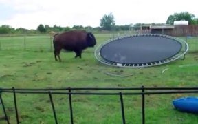 Buffalo Jumps On Trampoline - Animals - VIDEOTIME.COM
