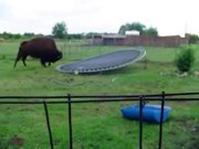 Buffalo Jumps On Trampoline