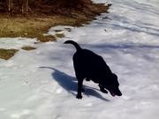 Black Lab Really Loves The Snow