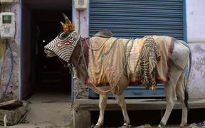Indian Cow - Animals - VIDEOTIME.COM