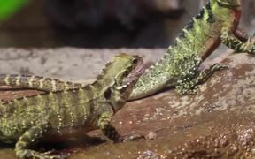 Lizards Feeding on Crickets - Animals - VIDEOTIME.COM