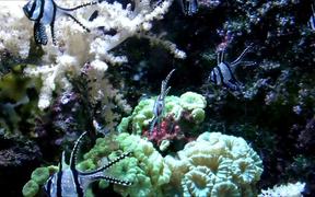 Cardinalfishes - Animals - VIDEOTIME.COM