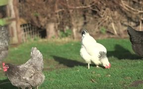 Chickens Outside - Animals - VIDEOTIME.COM