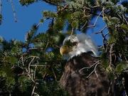 Eagle Watching Behind Branches