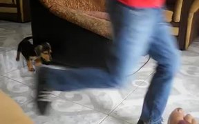 Puppy Running - Animals - VIDEOTIME.COM