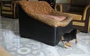 Puppy Running - Animals - VIDEOTIME.COM