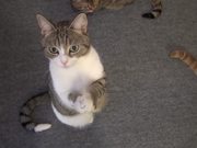 Cute Cat Begging For Treats
