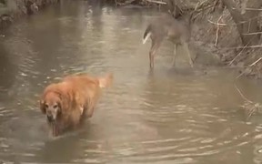 Deer Excited By Dog - Animals - VIDEOTIME.COM