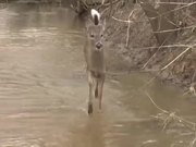 Deer Excited By Dog