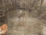 Deer Excited By Dog