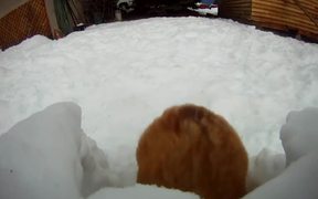 Corgi Snow Tunnel - Animals - VIDEOTIME.COM