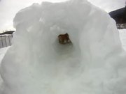 Corgi Snow Tunnel