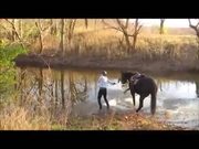 Horses In Water