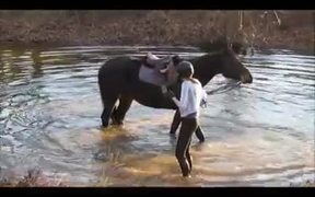 Horses In Water - Animals - VIDEOTIME.COM
