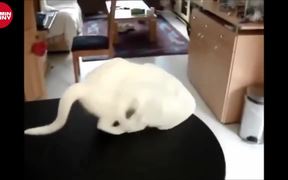 Hilarious Cats - Animals - VIDEOTIME.COM