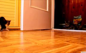 Kitten Vs Robotic Dog - Animals - VIDEOTIME.COM