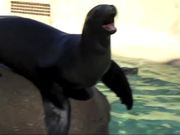 Funny Screaming Animals