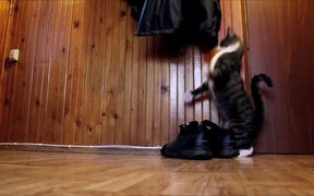 The Kangaroo Cat - Animals - VIDEOTIME.COM