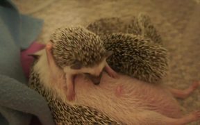 The Truth About Hedgehogs - Animals - VIDEOTIME.COM